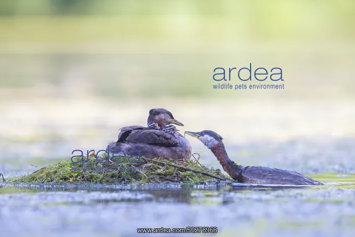 : Red-necked Grebe nest : Red-necked Grebe nest