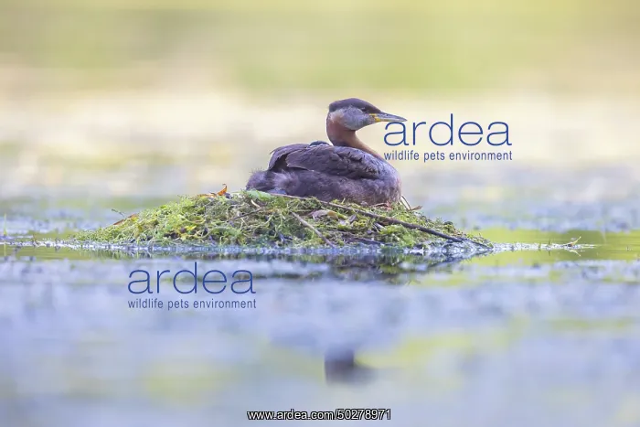 : Red-necked Grebe nest : Red-necked Grebe nest