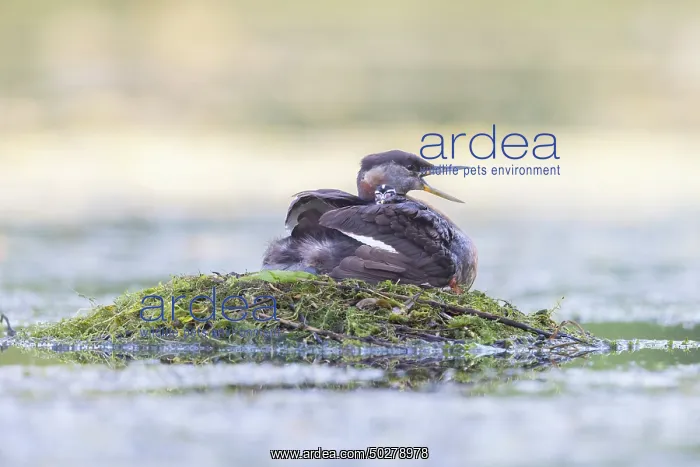 : Red-necked Grebe nest : Red-necked Grebe nest