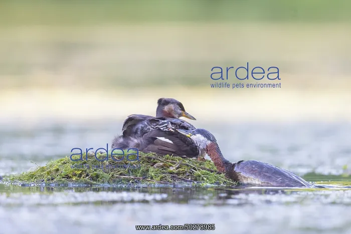 : Red-necked Grebe nest : Red-necked Grebe nest