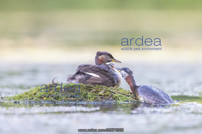 : Red-necked Grebe nest : Red-necked Grebe nest