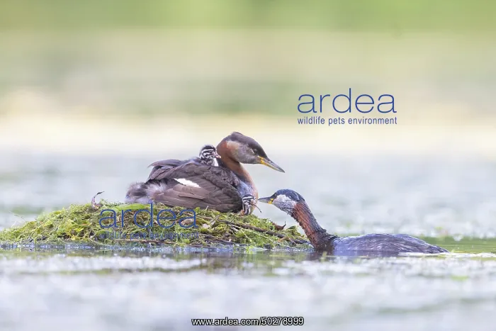 : Red-necked Grebe nest : Red-necked Grebe nest