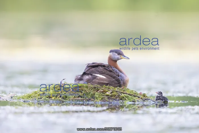 : Red-necked Grebe nest : Red-necked Grebe nest