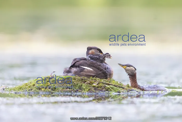 : Red-necked Grebe nest : Red-necked Grebe nest