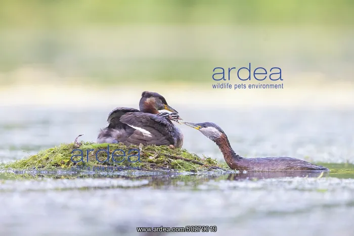 : Red-necked Grebe nest : Red-necked Grebe nest