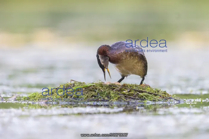 : Red-necked Grebe nest : Red-necked Grebe nest
