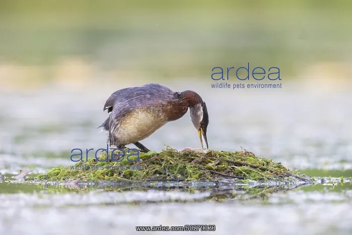 : Red-necked Grebe nest : Red-necked Grebe nest