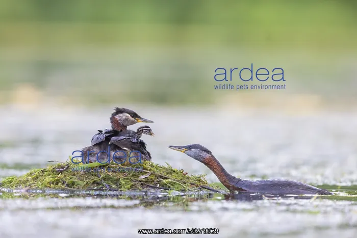 : Red-necked Grebe nest : Red-necked Grebe nest