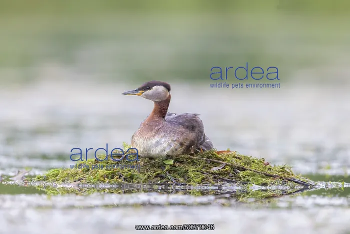: Red-necked Grebe nest : Red-necked Grebe nest