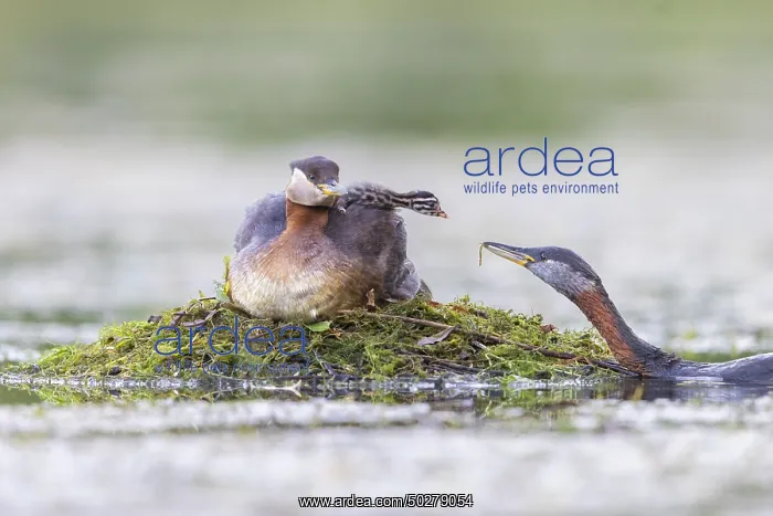 : Red-necked Grebe nest : Red-necked Grebe nest