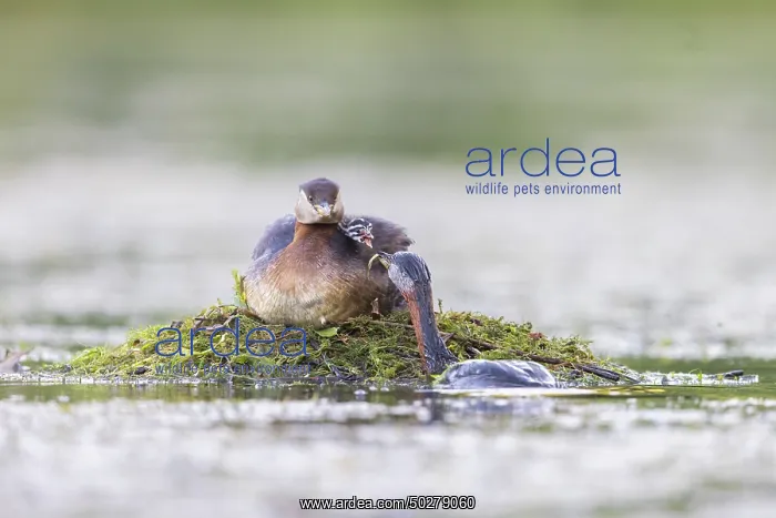 : Red-necked Grebe nest : Red-necked Grebe nest