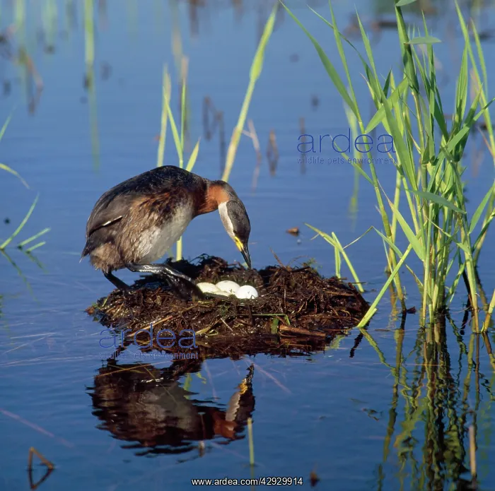 : Red-necked Grebe - at nest with eggs : Red-necked Grebe - at nest with eggs