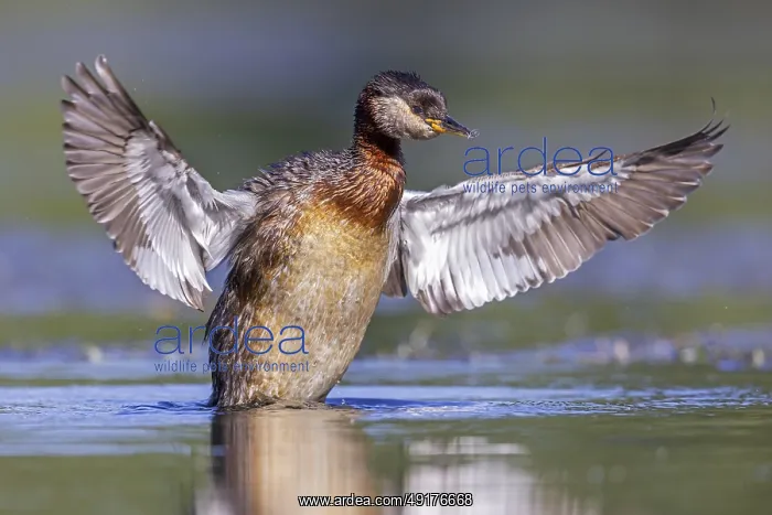 : Red-necked grebe (Podiceps grisegena) : Red-necked grebe (Podiceps grisegena)