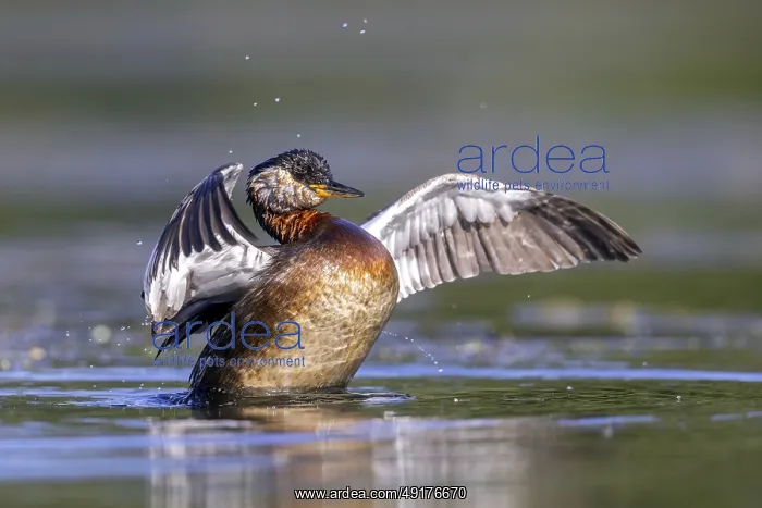 : Red-necked grebe (Podiceps grisegena) : Red-necked grebe (Podiceps grisegena)