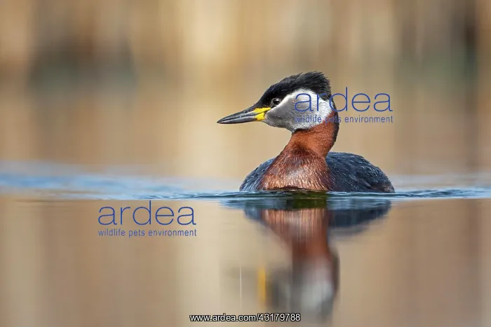 : Red-necked grebe (Podiceps grisegena) Biosphere : Red-necked grebe (Podiceps grisegena) Biosphere