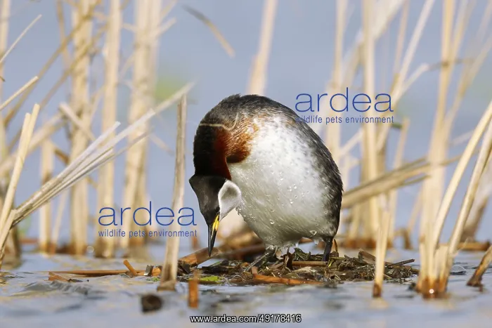 : Red-necked Grebe (Podiceps grisegena) invitating to mating on nest : Red-necked Grebe (Podiceps grisegena) invitating to mating on nest