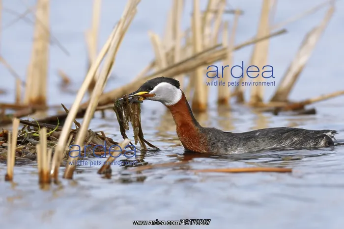 : Red-necked Grebe (Podiceps grisegena) with nesting material : Red-necked Grebe (Podiceps grisegena) with nesting material