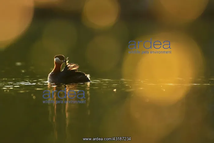 : Red-necked grebe (Podiceps grisegena), Red-necked : Red-necked grebe (Podiceps grisegena), Red-necked