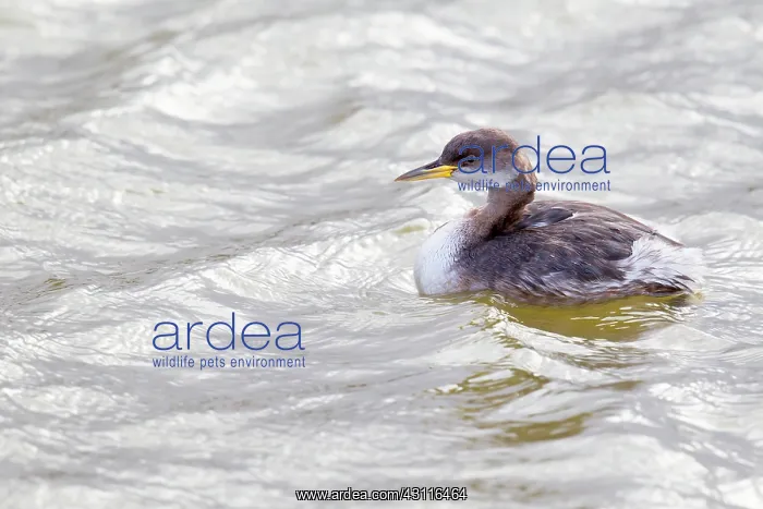 : Red-necked Grebe (Podiceps grisegena) in winter plumage on w : Red-necked Grebe (Podiceps grisegena) in winter plumage on w