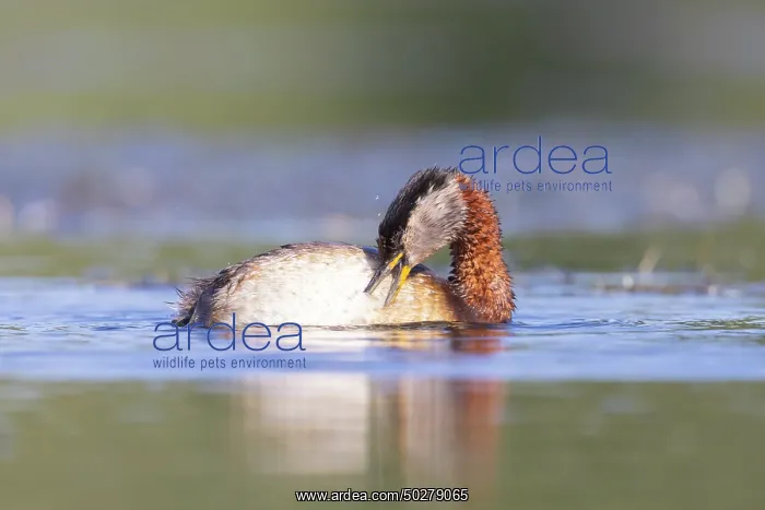  : Red-necked Grebe preening