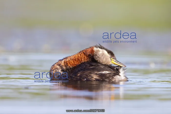  : Red-necked Grebe preening
