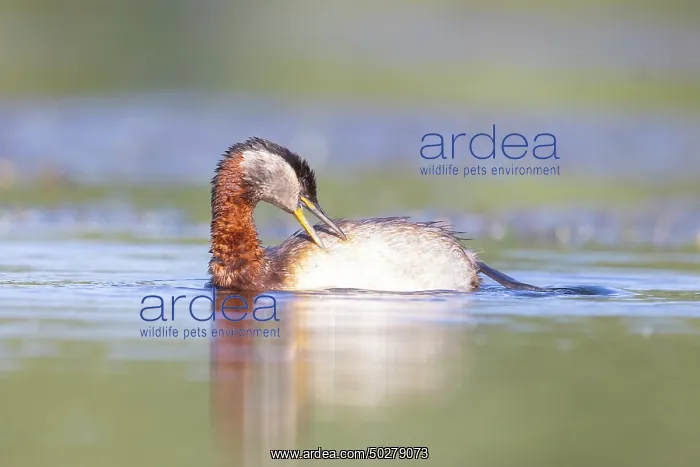 : Red-necked Grebe preening : Red-necked Grebe preening