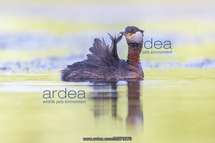 : Red-necked Grebe preening : Red-necked Grebe preening