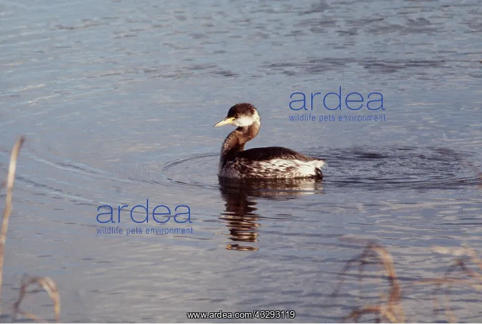 : RED-NECKED GREBE - on water : RED-NECKED GREBE - on water