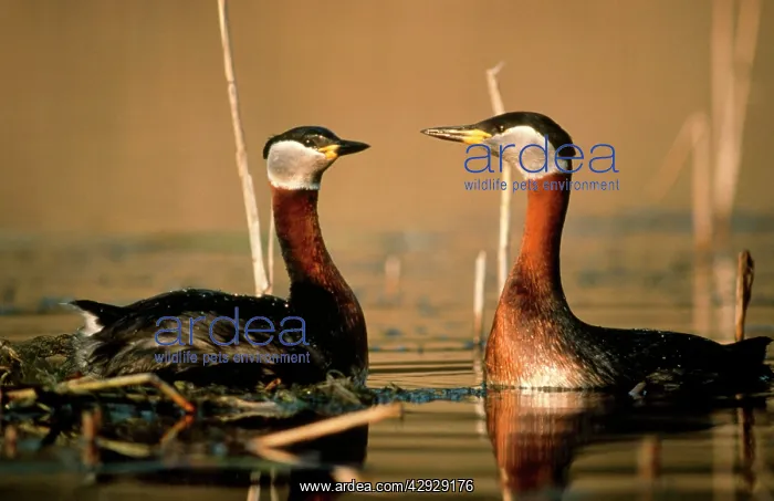 : Red-Necked GREBES -displaying courtship : Red-Necked GREBES -displaying courtship