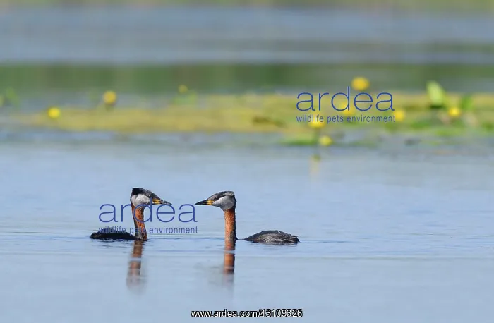  : Red-necked Grebes (Podiceps grisegena) on water