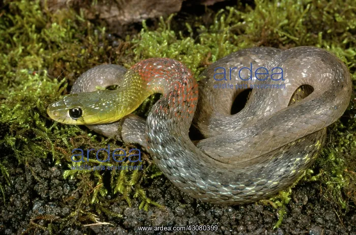 : Red Necked Keelback Snake : Red Necked Keelback Snake
