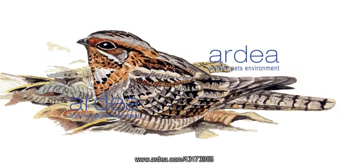 : Red-necked Nightjar : Red-necked Nightjar