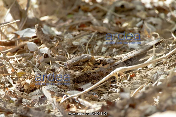 : Red-necked Nightjar in roost : Red-necked Nightjar in roost