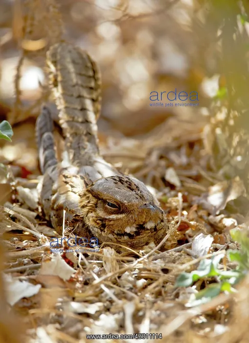 : Red-necked Nightjar in roost : Red-necked Nightjar in roost