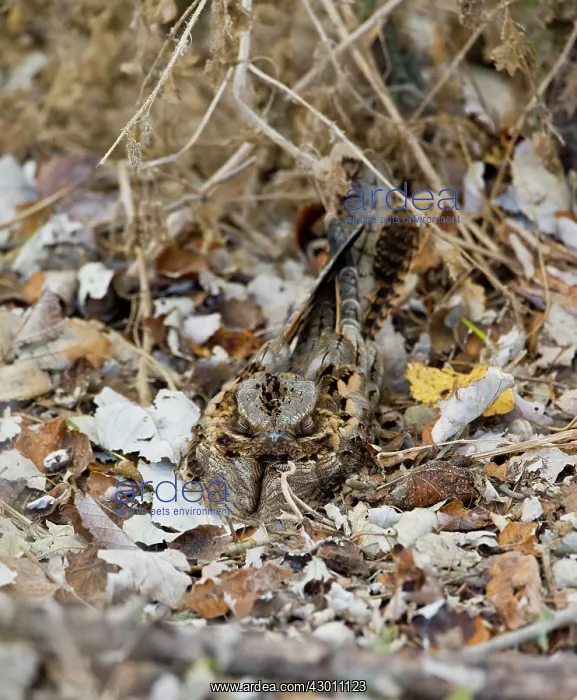 : Red-necked Nightjar in roost : Red-necked Nightjar in roost
