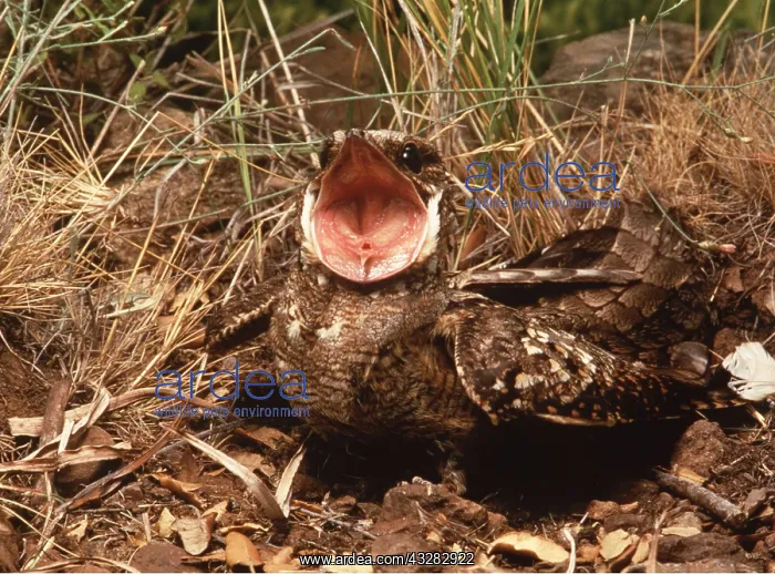 : RED NECKED NIGHTJAR - Showing gape : RED NECKED NIGHTJAR - Showing gape