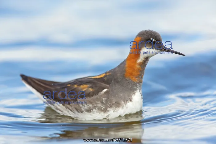 : Red-necked / Northern Phalarope : Red-necked / Northern Phalarope