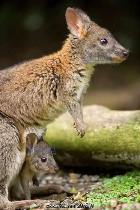 : Red-necked Pademelon - adult female with joey in its pouch : Red-necked Pademelon - adult female with joey in its pouch