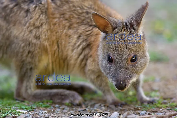 : Red-necked Pademelon - portrait of an adult : Red-necked Pademelon - portrait of an adult