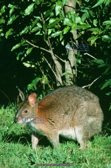 : Red-necked PADEMELON - in rainforest : Red-necked PADEMELON - in rainforest