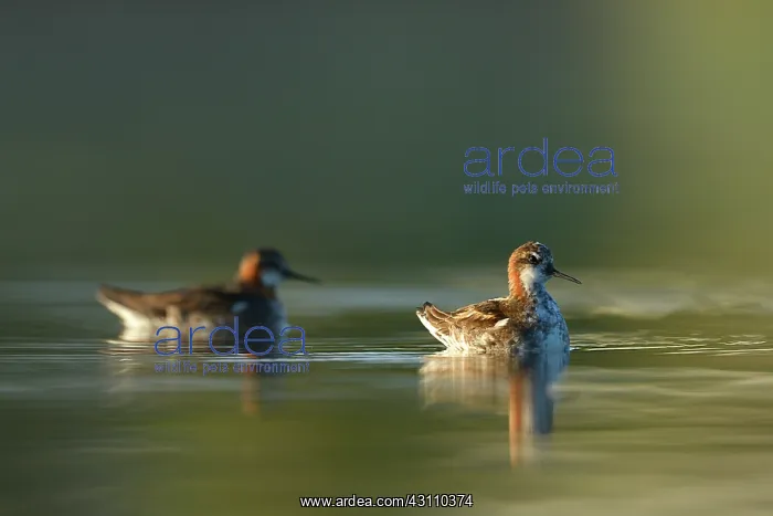 : Red-necked Phalarope : Red-necked Phalarope