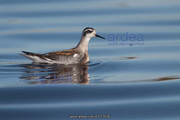 : Red-necked Phalarope : Red-necked Phalarope