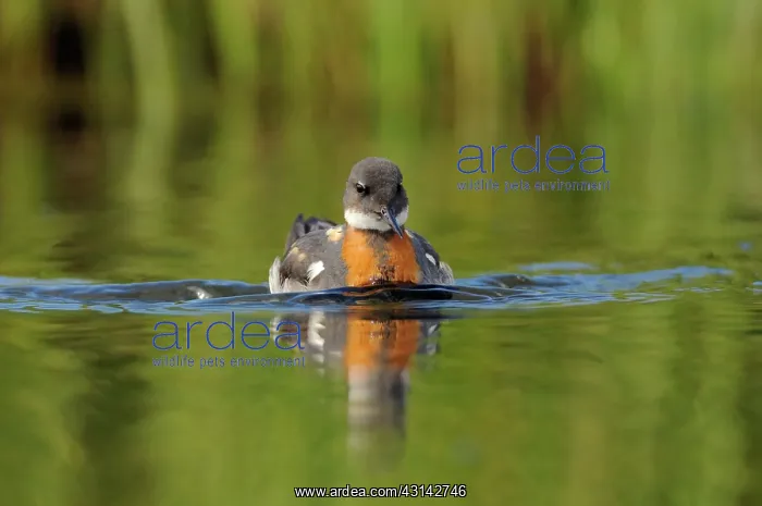 : Red-necked Phalarope : Red-necked Phalarope