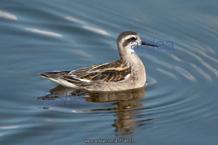 : Red-necked Phalarope : Red-necked Phalarope
