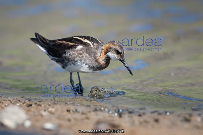 : Red-necked Phalarope : Red-necked Phalarope