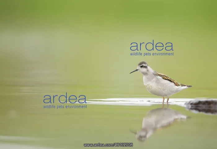 : Red-necked Phalarope : Red-necked Phalarope