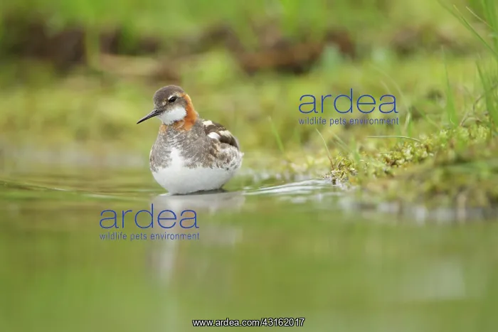 : Red-necked Phalarope : Red-necked Phalarope