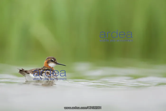 : Red-necked Phalarope : Red-necked Phalarope
