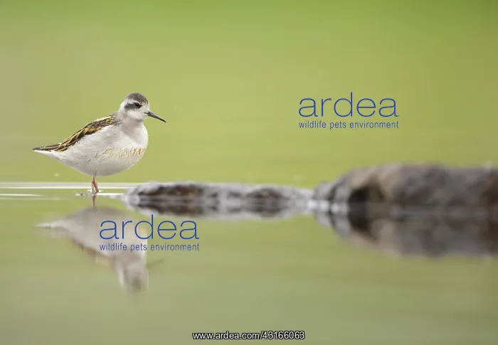  : Red-necked Phalarope
