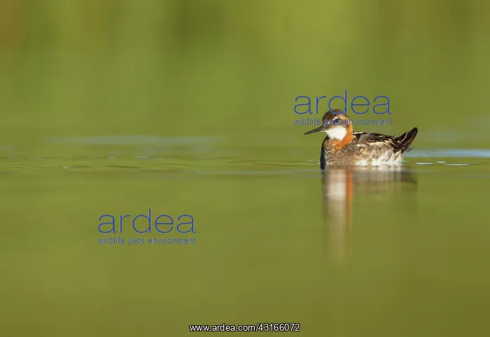 : Red-necked Phalarope : Red-necked Phalarope